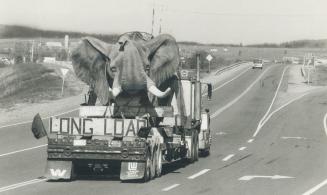 Excuse me, there's an elephant in your trunk! His trunk raised in apparent greeting to drivers along the Trans canada Highway, Jumbo is heading west f(...)