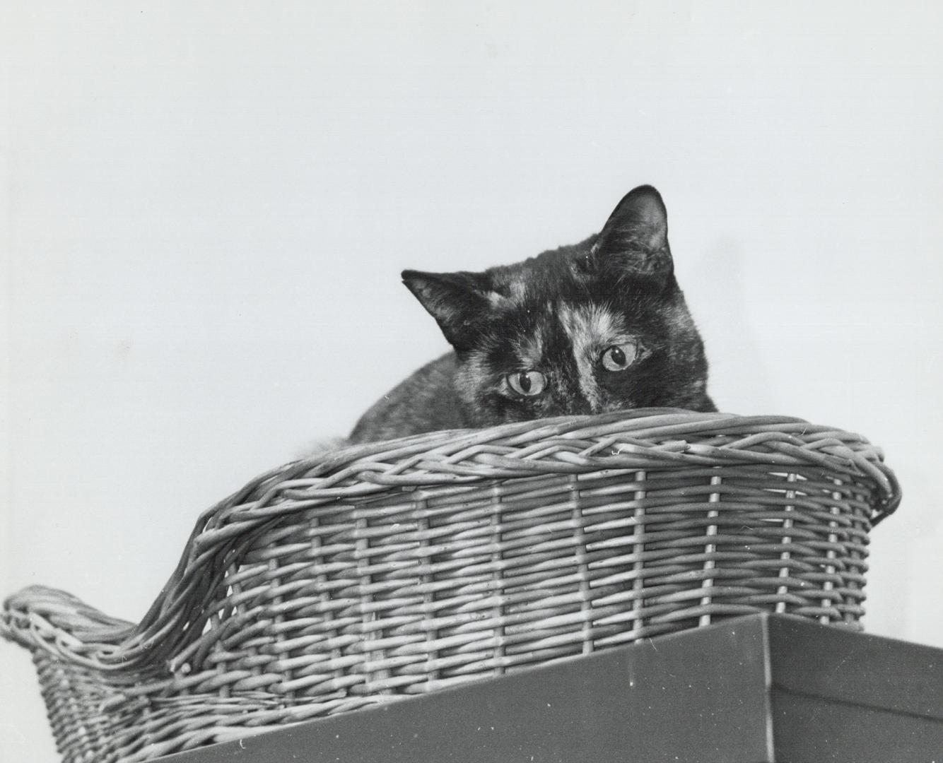 Linincy, the 9-year old cat, rests in its basket, Dr. Shulman