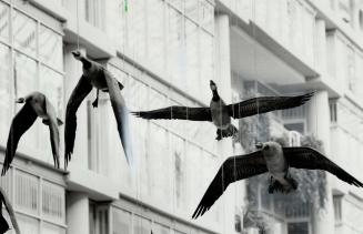 A Snow storm: Artist Michael Snow recently won a court action to get the Eaton Centre management to remove red Christmas ribbons from the geese in his work Flightstop which hangs in the centre