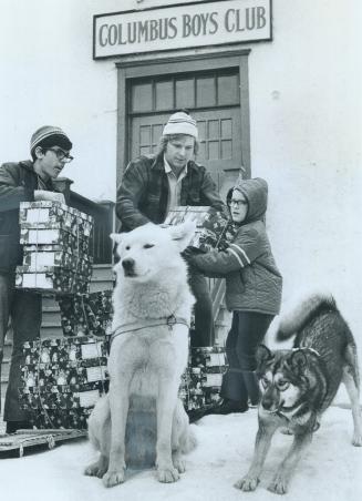 Ready to carry Star Santa Claus Fund boxes, Yukon the white malemute sits quietly and younger Nanook stretches herself