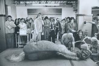 Before X-Rays, a horse is given anesthetic at the Humber College Equine Centre, where the Ontario Veterinary Association held a seminar in radiology l(...)