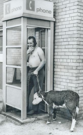 Making a call and taking his three-week-old calf for a walk at the same time yesterday was Ed Sandham, who is showing cattle at CNE. Calf was running (...)