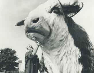The Royal's not a bum steer, Manuel Bertoa touches up the huge figure of a steer near the Coliseum in Exhibition Park, where the Royal Winter Fair opens Nov. 9 and closes Nov. 19