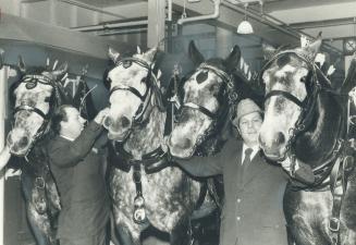 Before Invention of tractors, the mighty draught horses were the pride of the successful farmer