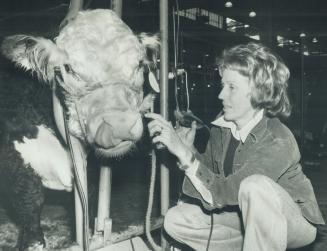 A preliminary primping, Grooming a yearling Polled Hereford bull for judging at the Royal Agricultural Winter Fair in Toronto, Leslie Dale-Harris of Wooton House Farms, Uxbridge, gives it a haircut