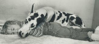 Who's taller and who's more tired -- Kim Gray, 7, or her Great Dane Rolf?