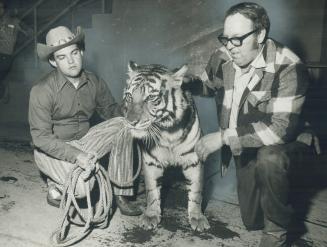 Hold that tiger: Punjab, 475 pounds of tiger, is one of stars of Canadian National Sportsmen's Show, running from today until March 24, at Coliseum in Exhibition Park