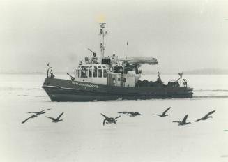 Breaking up the party, Canada geese and ducks take wing to get out of the way of the Toronto Fire Department's fireboat William Lyon Mackenzie as it b(...)