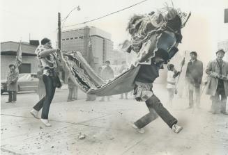 Keeping a lively step to tune of popping fire-crackers, a Chinese dragon hops through a tour of Toronto's Chinatown yesterday, as Metro's Chinese comm(...)