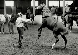 Zips shows what horse power is all about, Jeff Pait works his yearling stud Zips in the ring at the Coliseum, Exhibition Place yesterday, in preparati(...)