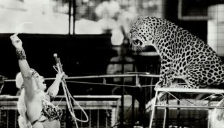 Two cool cats at the Forum: Cat trainer Lilli-Anna shows who's boss as she puts a leopard through its paces at the All-Star Circus that opened under the Forum's big top at Ontario Place yesterday
