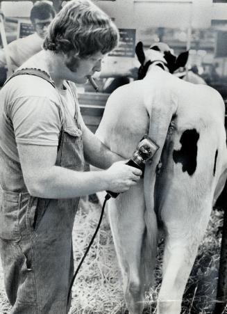 Larry Bennett of Georgetown trims a Holstein heifer yesterday at the Royal Agricultural Winter Fair