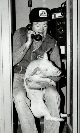 Phone hog: Hugh Hart, of Gads Hill near Strafford, was doing some pig grooming when called to the phone yesterday