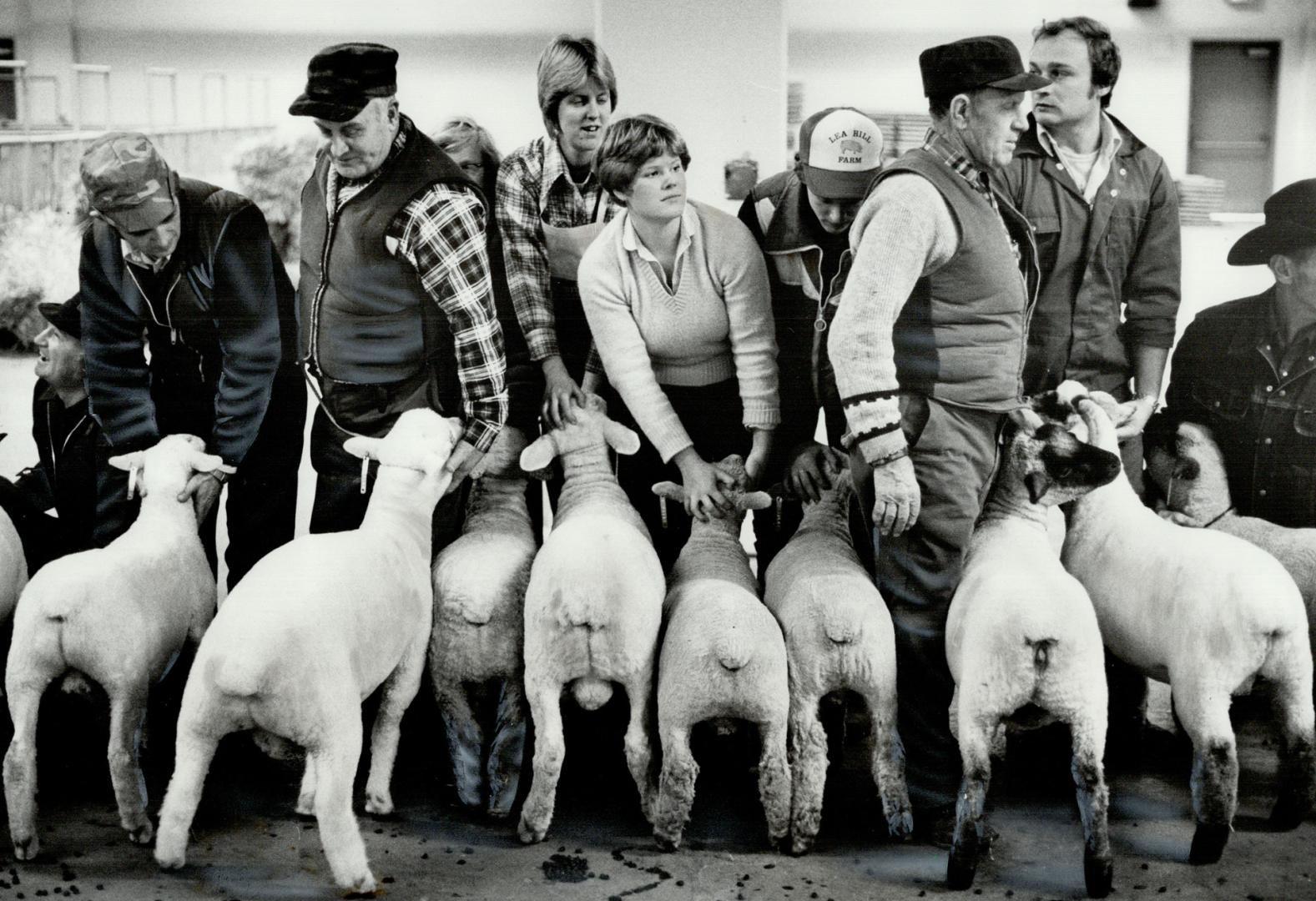 Baa, humbug! Even Royal Winter Fair-calibre lambs behave like a bunch of sheep: All of them seem to be camera-shy as their owners line them up for judging