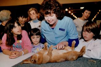 As intrigued bystanders looks on, Nancy Cross of Willowdale, a rabbit judge at the 59th annual Royal Agricultural Winter Fair, puts a New Zealand red (...)