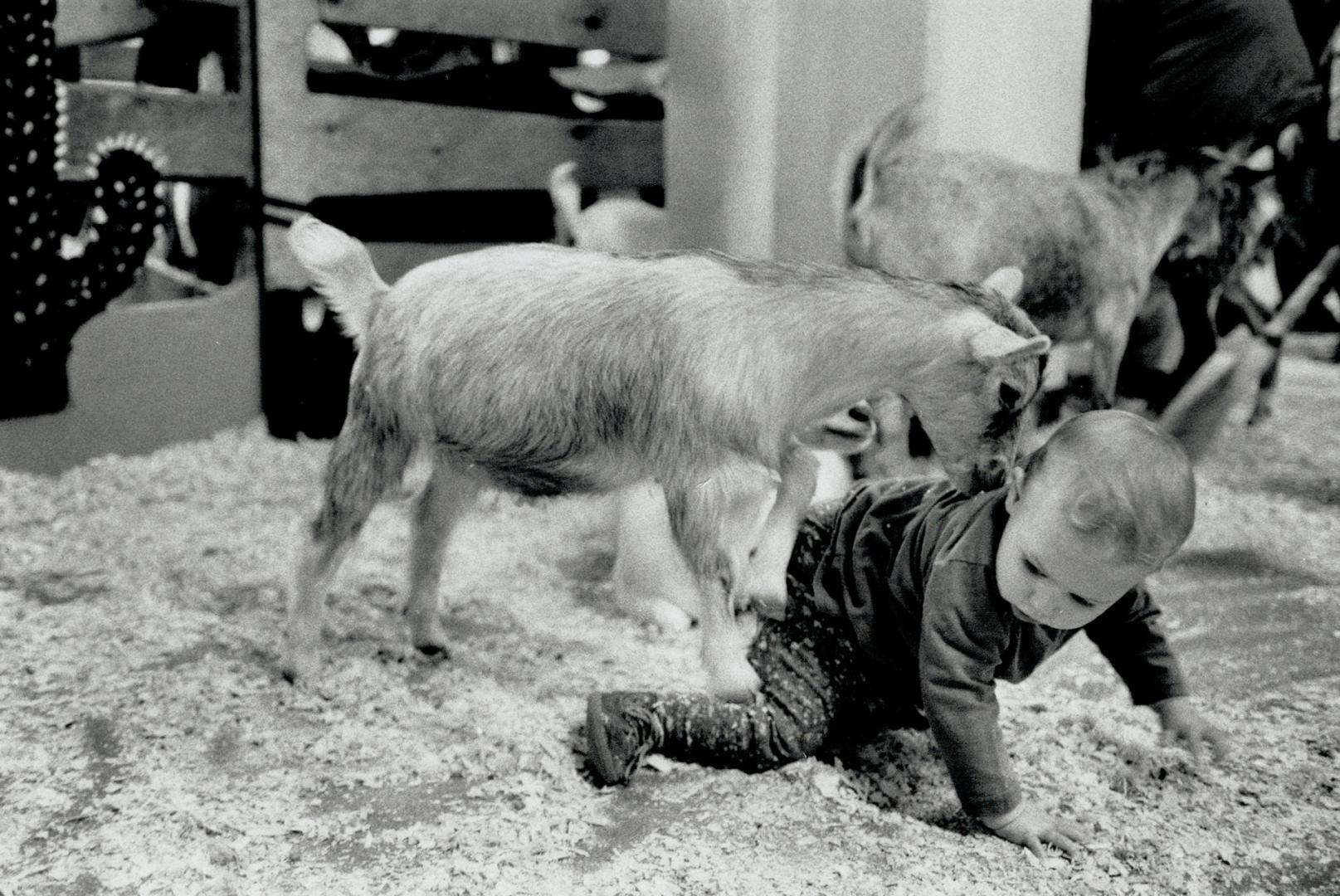 . . . but he's less than amused when he gets walked all over by a goat