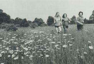 This field of daisies in Hope Township, which CP Rail has an option to buy, is being proposed as a landfill site for Metro Toronto garbage. From left,(...)