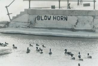 Image shows a number of ducks on the lake with a part of the Harbour that has "Blow Horn" writt ...
