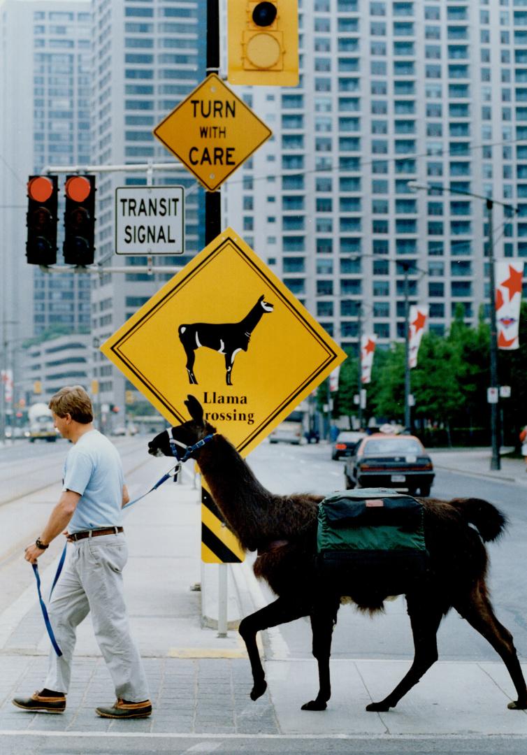 Hoofing it. Lyra the Ilama is led across Queen's Quary yesterday past a sign erected by Harbourfront staff for this weekend's Festival of the Great Outdoors