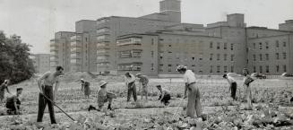 Hundreds of patients at Sunnybrook thoroughly enjoy working in the five-acre vegetable and flower garden at the rear of the hospital. It is part of their occupational therapy treatment