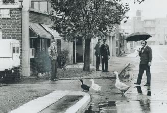 Great weather for ducks! George Banton of the York borough Animal Shelter helps shepherd ducks across the road from their outdoor cage to their enclos(...)