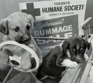 Driving to the dogs. Wards of the Toronto Humane Soceity practised on some of the wheeled toys that will be sold at the society's women's division rum(...)