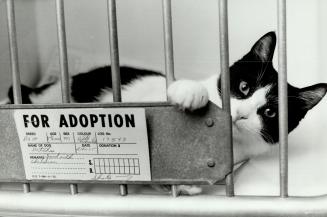 His sign says it all - 5 1/2-month-old Patches is waiting at the Toronto Humane Society's South Peel shelter