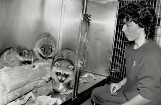 Raccoon capers: A trio of raccoons at the Toronto Humane Society - just three of hundreds brought in every year - are supervised by Allyson Handson, wildlife rehabilitation officer