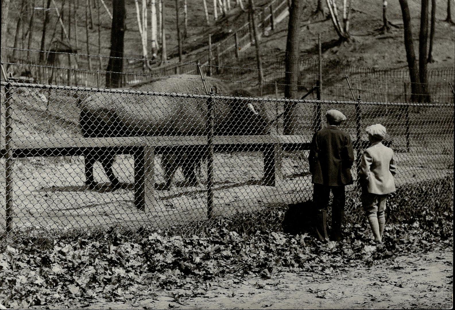 The huge old Buffalo bull that has his home in high park, Toronto