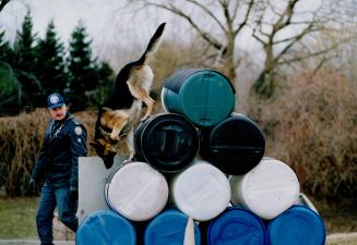 Buddy, a 3-year-old German shepherd, with partner, Tim Gillingham, works out in the raining yard at Scarborough's 41 Division, where 77 dog-assisted a(...)