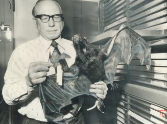 Bat collector Randolph Peterson shows off two of the 30,000 bats in his collection at the Royal Ontario Museum -- a tiny insect-eating bat from Africa(...)