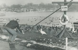A rare white muscovy duck, native of North Africa, stands watching cautiously as Albert Sutcliffe feeds the flock of wild ducks that winter in Toronto(...)