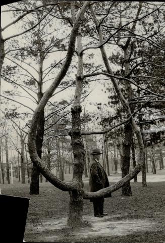 Cupid's Bower in High Park. This twisted pine tree has grown like an inverted heart. The limbs serve as seats to strolling pedestrians