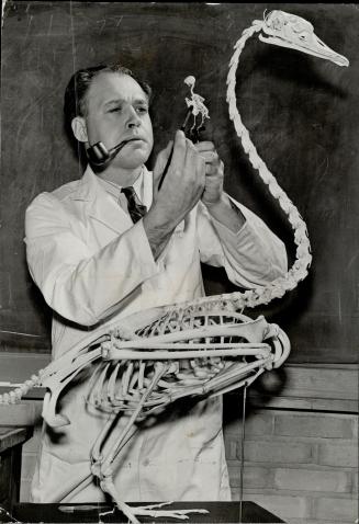Cliff hope, technician in the ornithological section of the Royal Ontario Museum, shows the big and small of it in skeletons mounted fro research purp(...)