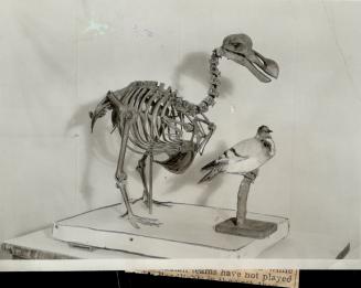 It caused no little stir quite recently when a Harvard professor passed through border customs with a dodo tucked under one arm. [Incomplete]