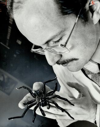 Tarantula Spider is examined by David Barr, head of entomology and invertebrate zoology