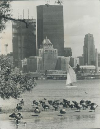 Image shows a lake view with some ducks and Harbour buildings in the background.