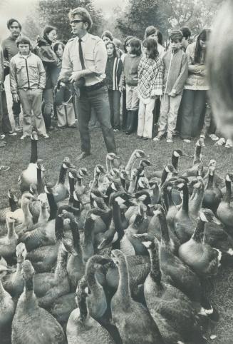 Round-up time on the Islands. An unusual round-up takes place today on the Toronto Islands - herding 150 of this year's young Canada geese. Directed b(...)