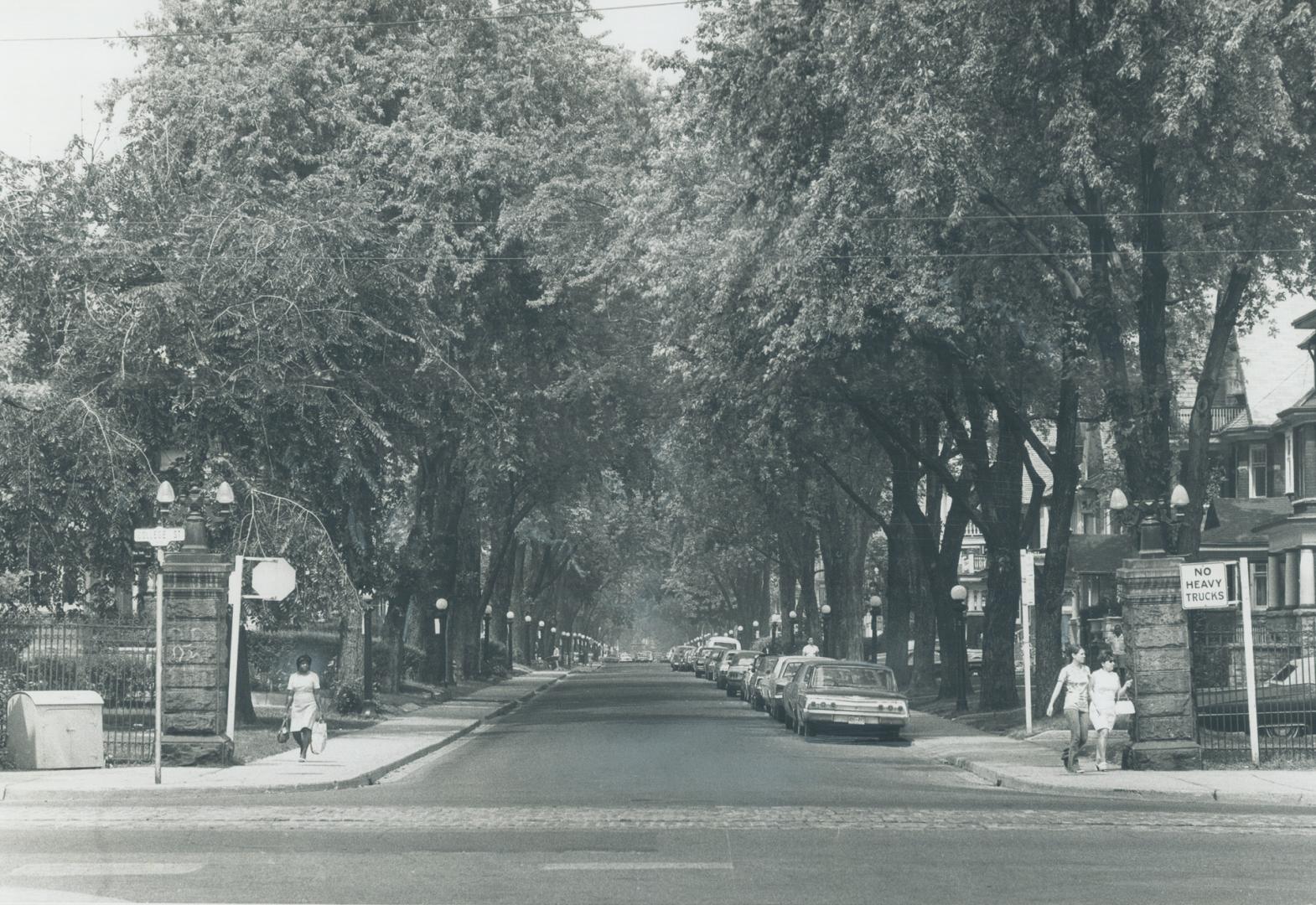 Stately trees, wrought iron lamp posts give an old world charm to Palmerston Blvd