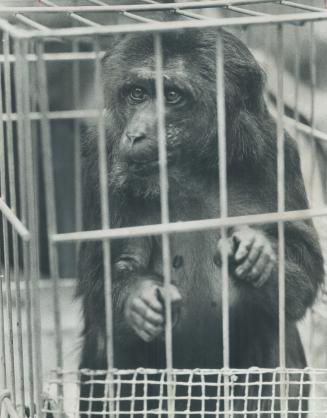 Koco's a hard nut. Koco, 25-pound Asiatic snub-tailed macaque monkey, is latest addition to Riverdale Zoo. And he's a fighter. He'll be kept away from(...)
