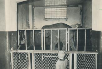 Cramped quarters for Mohan, the two-ton male Indian elephant at the Riverdale zoo, have become the subject of controversy. Annoyed animal lovers have (...)