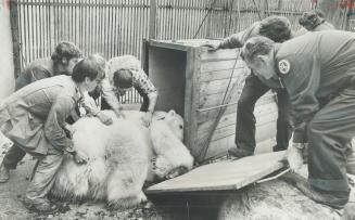 More than Mr. Pooh Can Bear. Mr. Pooh, the 5-year-old polar bear at the Riverdale Zoo was reluctant to leave for his new home in the Metro Zoo yesterd(...)