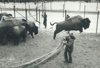 With a mighty leap, one of 19 bison being rounded up at Metro Zoo yesterday for move to Manitoba soars past keeper trying to move animals to smaller p(...)