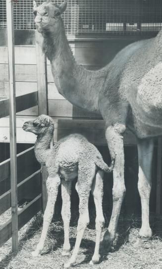 New Camel for new Zoo. A baby camel-11 days yesterday, when the picture was taken-was born on the site of the new Metro Zoo. The proud mother came fro(...)
