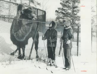 It was hard to tell who was more interested in whom as cross-county skiers Elizabeth Rhind (left) and Diane Hudson passed