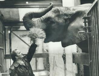 Tantor the elephant eats four bales of hay a day