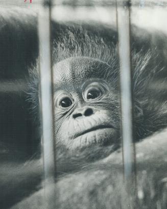 Baby orangutan at Metro Zoo, a favorite destination of tourists