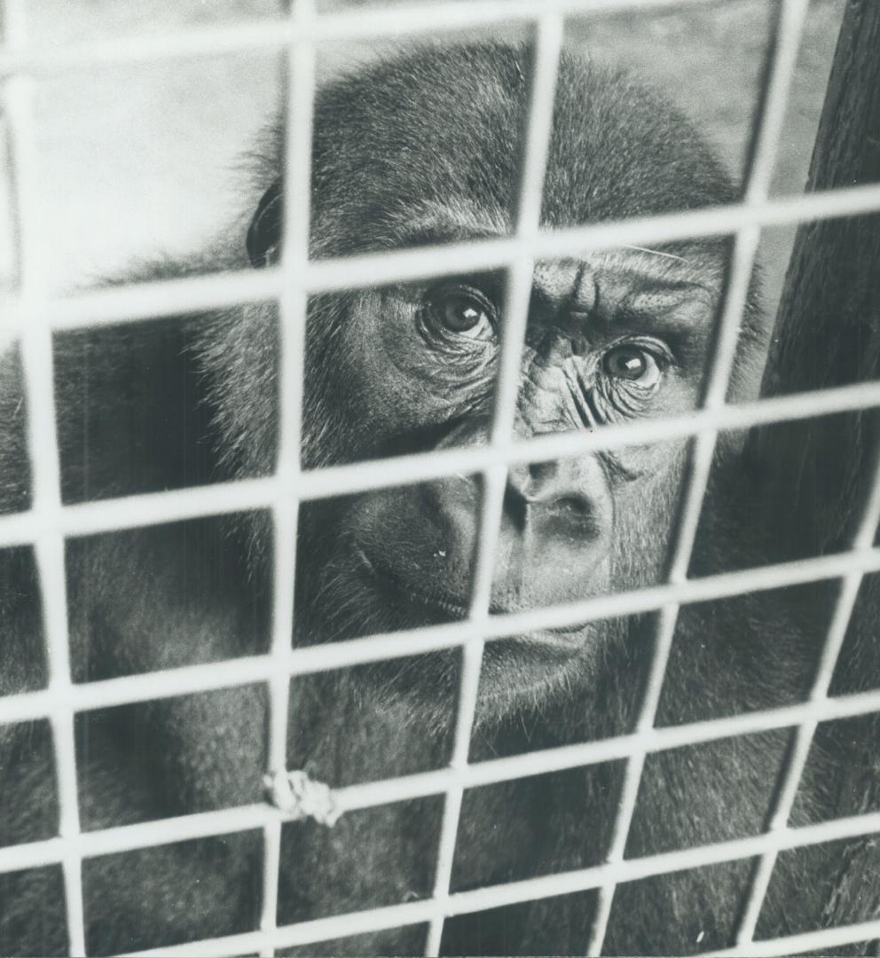 Canada - Ontario - Toronto - Zoos - Metro Toronto Zoo - Animals - Monkeys - (2 of 2 files)