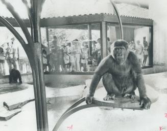Canada - Ontario - Toronto - Zoos - Metro Toronto Zoo - Animals - Monkeys - (2 of 2 files)