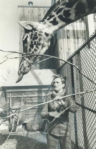 Cecil is a sneaky Giraffe. Eighteen-year-old Carole MacInnes-Rae appears to be somewhat unnerved during her visit yesterday to Metro Zoo. But wouldn't(...)